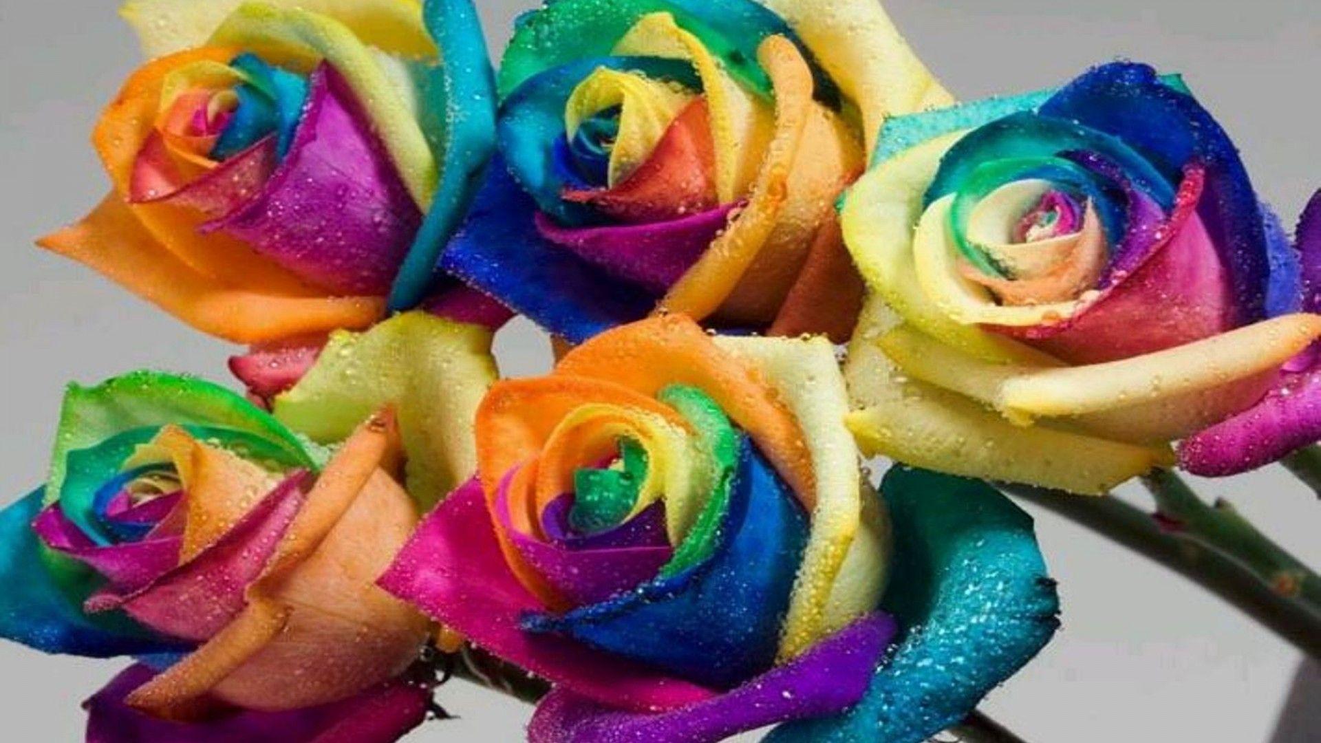 1920x1080 Colorful flowers wallpaper Gallery