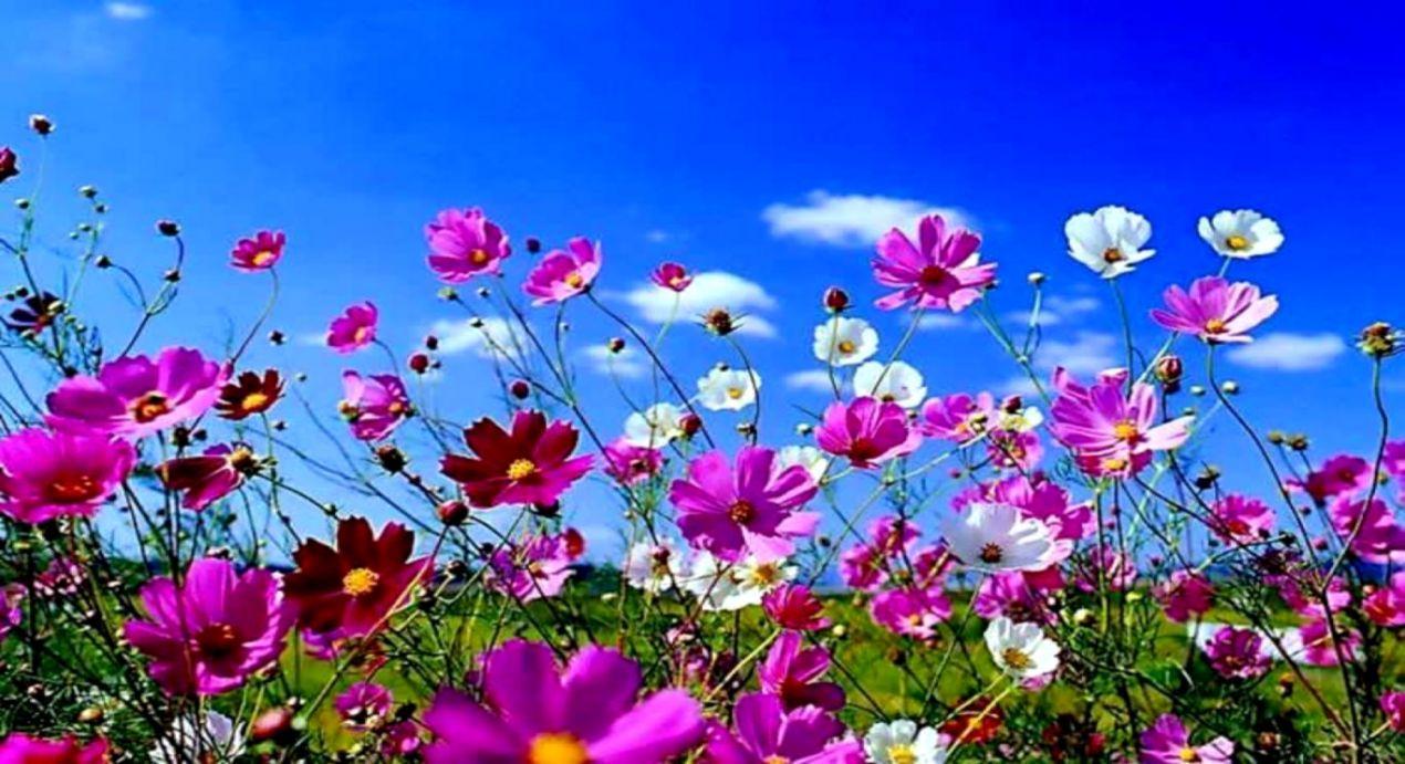 1270x691 Spring Wallpaper For Desktop. Wallpaper For You