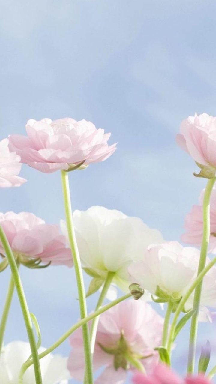 Flowers HD iPhone Wallpapers Top Free Flowers HD iPhone Backgrounds