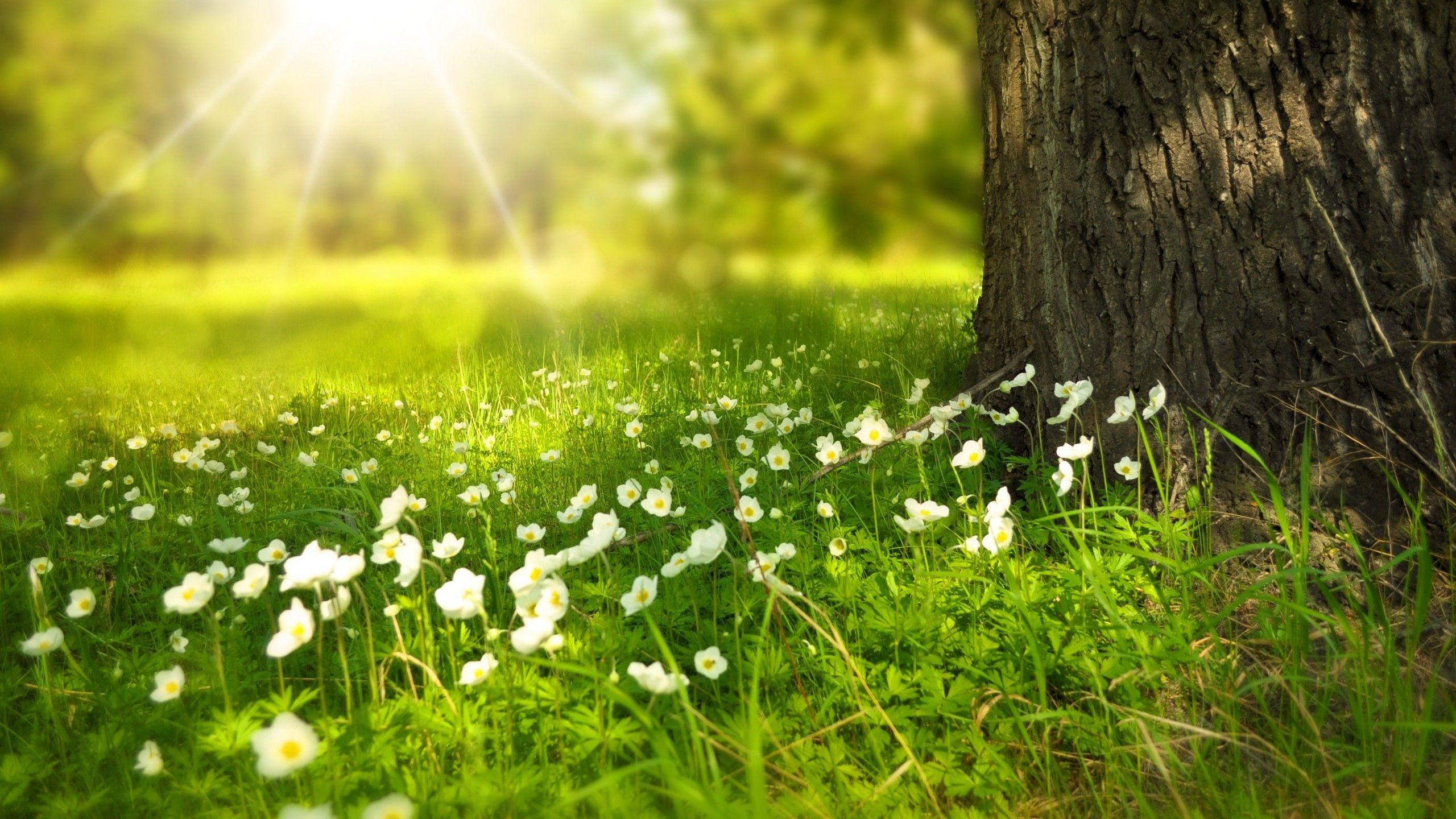 2560x1440 Free Spring Wallpaper HD For Desk Download High