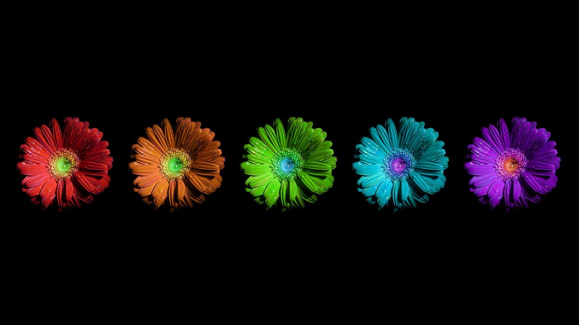1920x1080 Colorful Flowers Wallpaper, Background s HD background