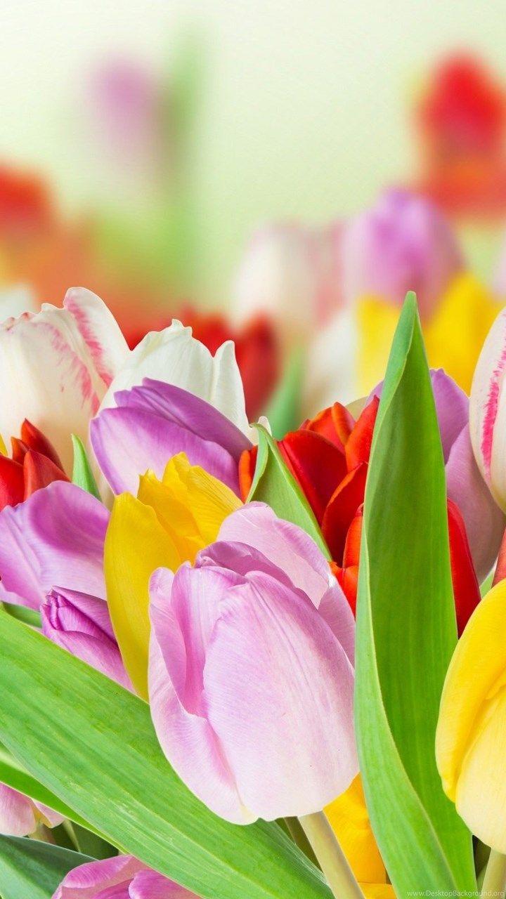 720x1280 Spring Beauty Colorful Flowers Wallpaper HD Download