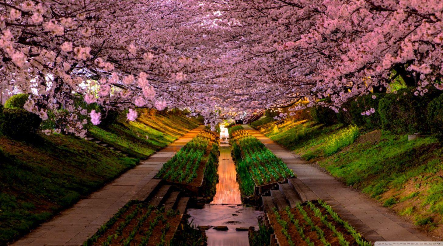 1456x810 Spring Desktop Wallpaper