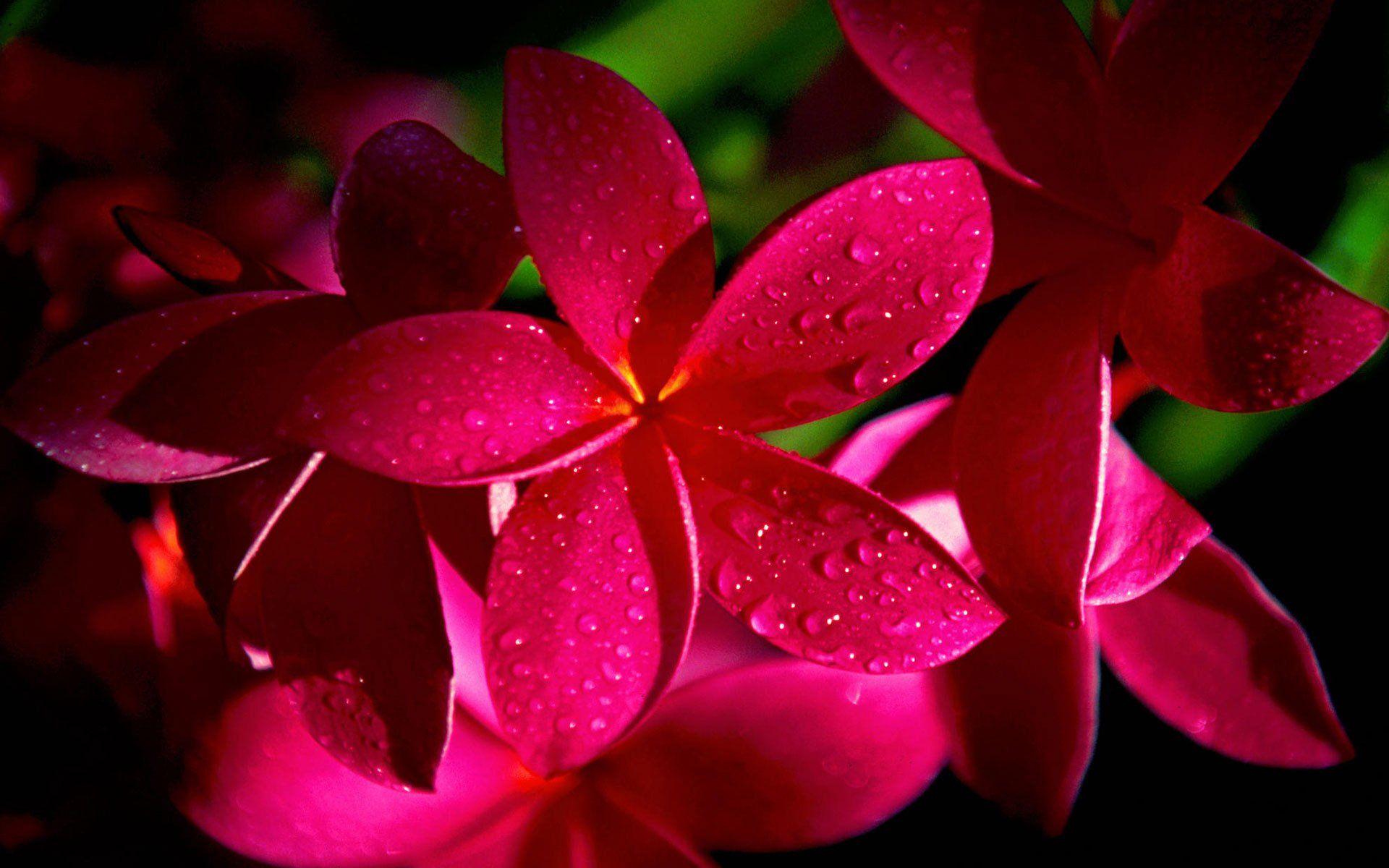 Hình nền HD 1920x1200 Pink Flower