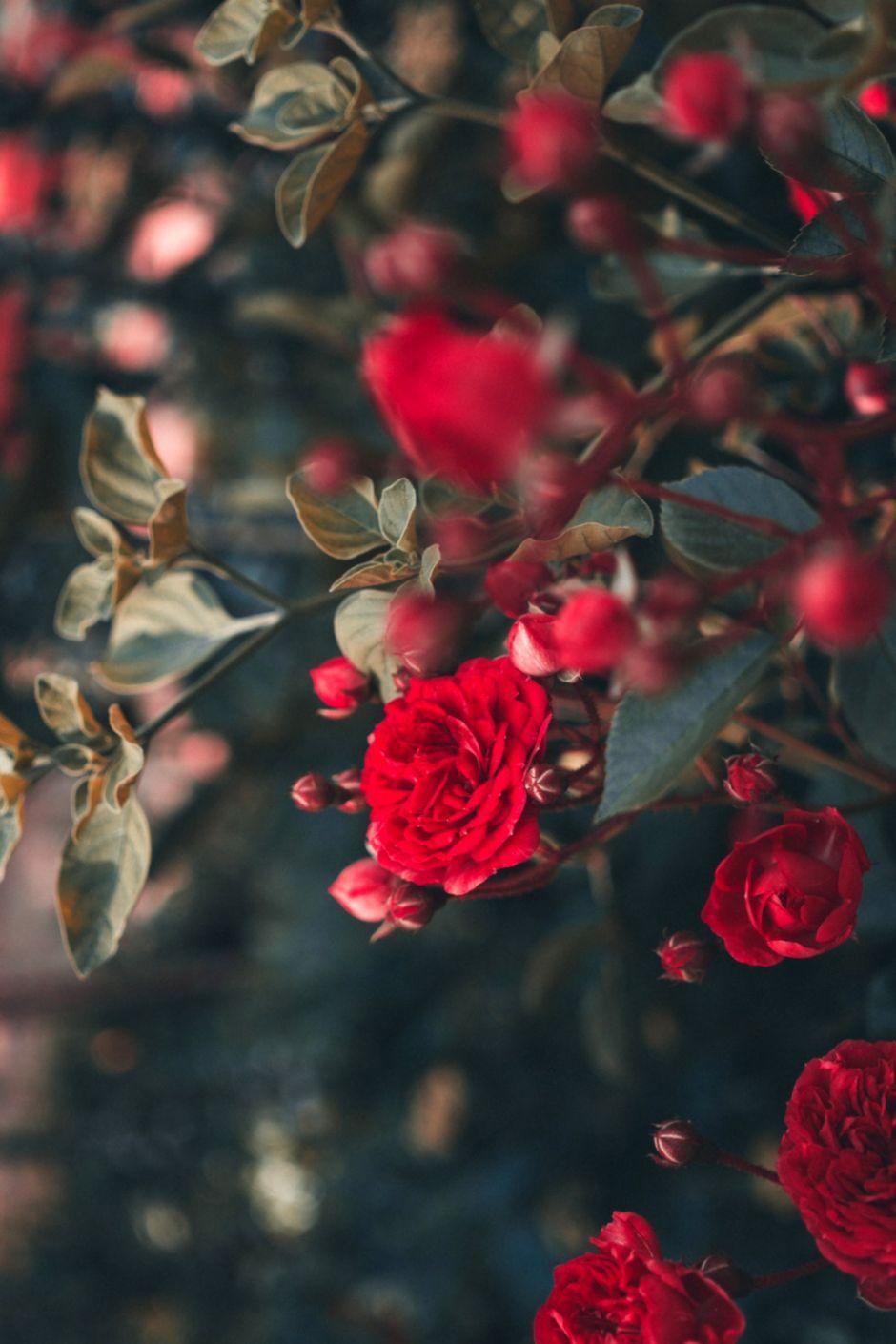 940x1410 Red Rose Flower HD Wallpaper