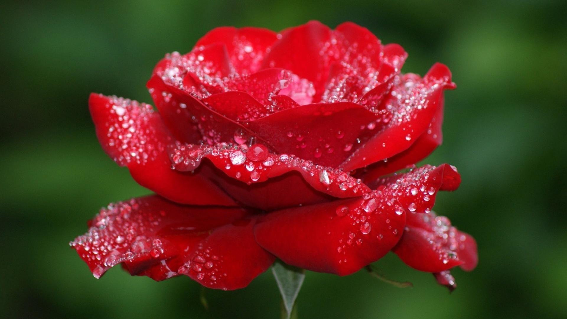 Beautiful Rose Flowers Wallpapers - Top Free Beautiful Rose Flowers  Backgrounds - WallpaperAccess