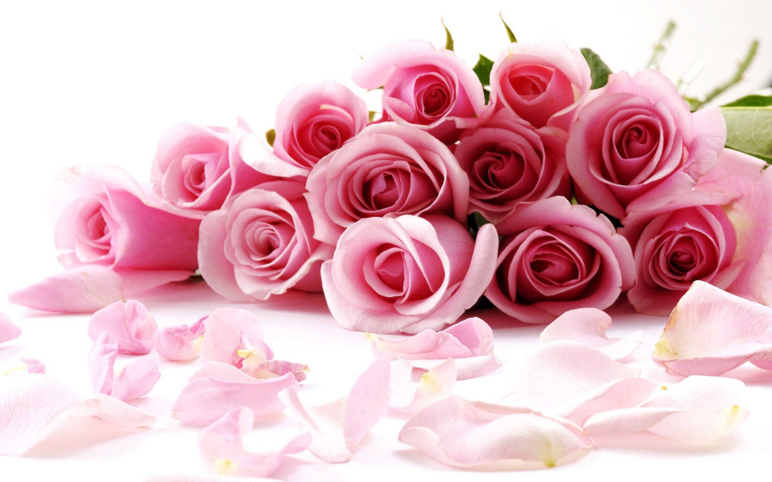 Rose Flower Wallpapers - Top Free Rose Flower Backgrounds - WallpaperAccess