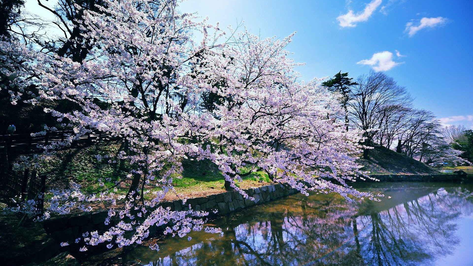 1920x1080 Spring Wallpaper HD free download