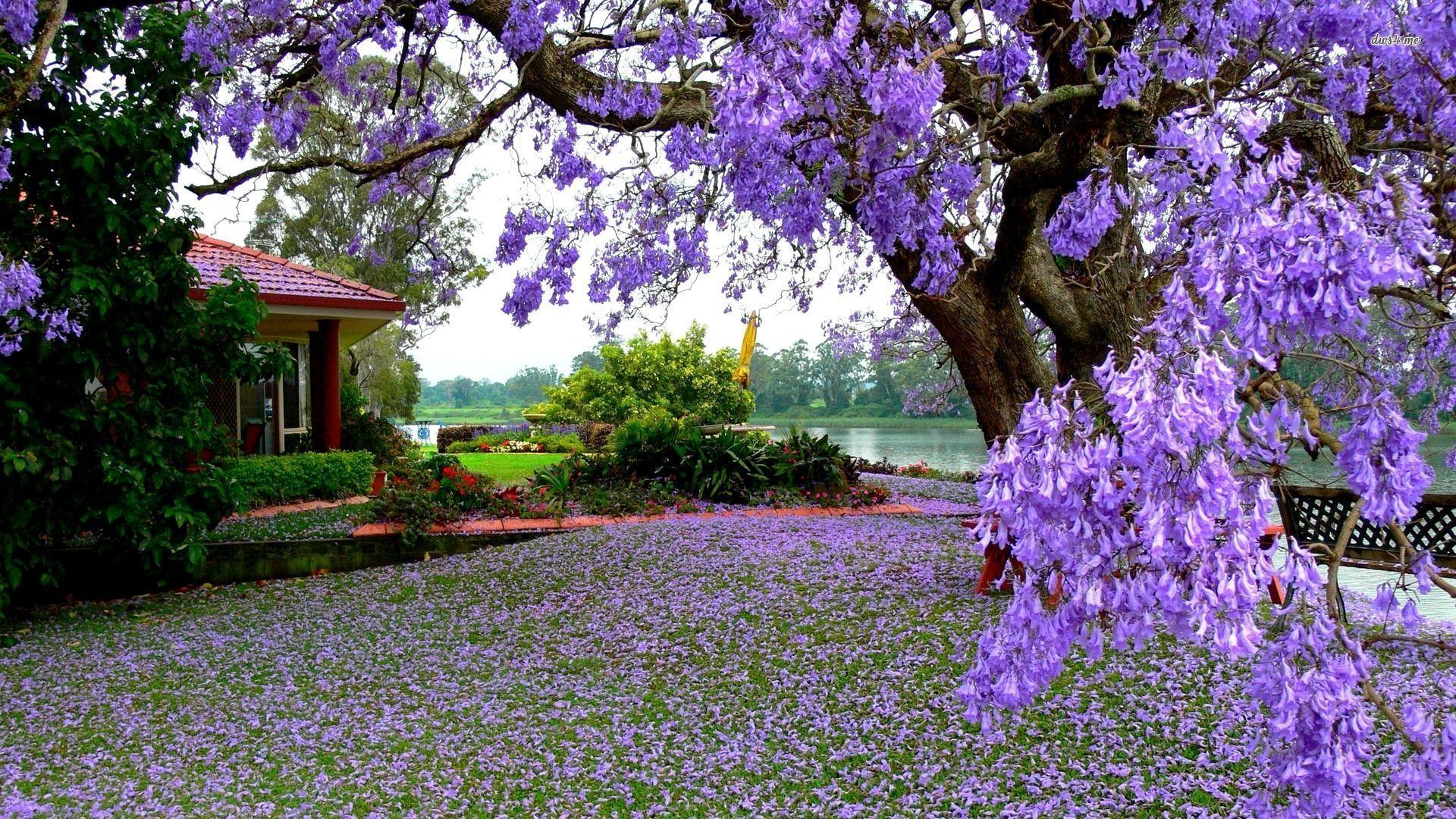 1920x1080 Flower Garden Wallpaper HD X199D7
