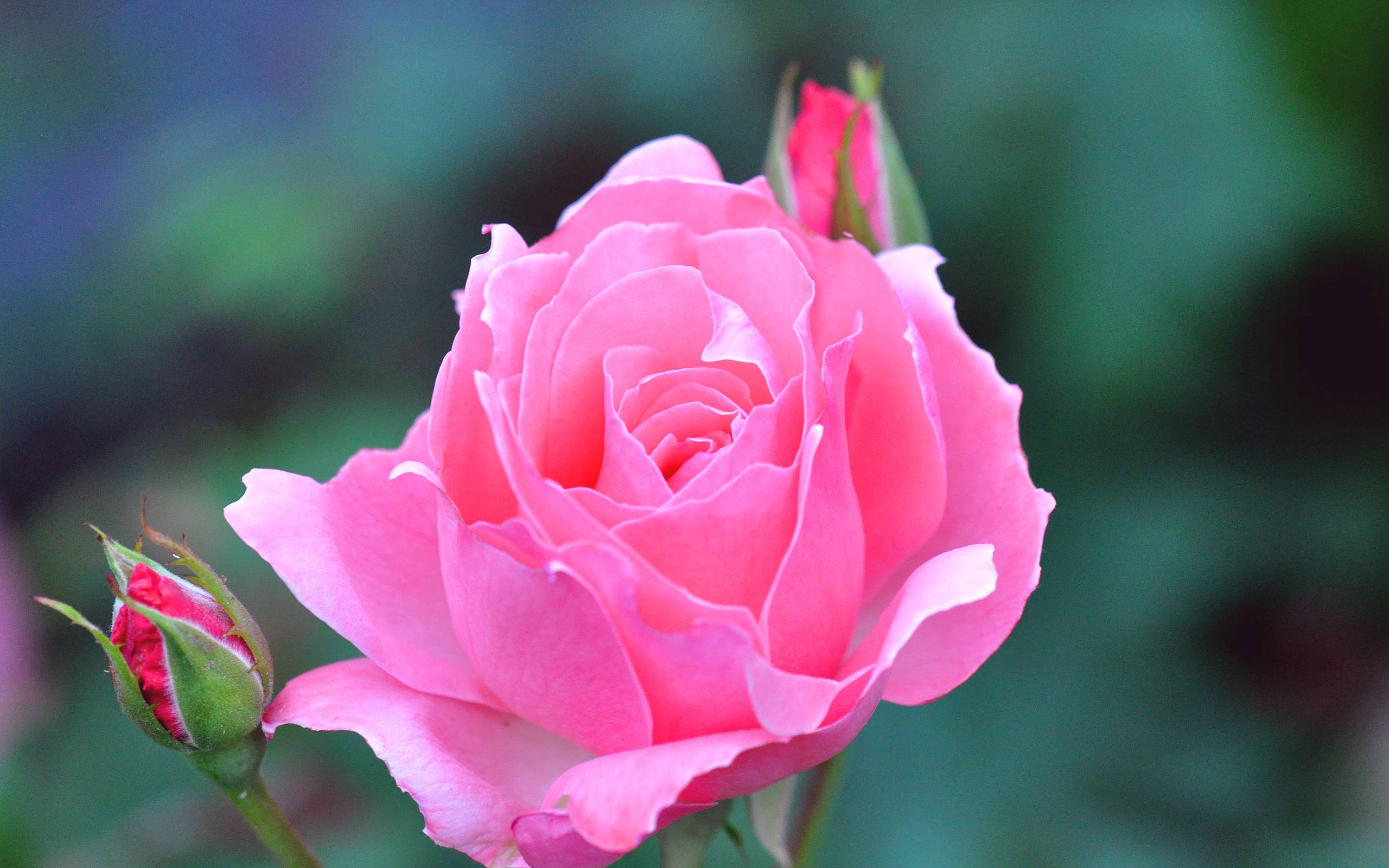 Beautiful Rose Flower HD Wallpapers Top Free Beautiful Rose Flower HD Beautiful Rose Flower HD Wallpapers Top Free Beautiful Rose Flower HD