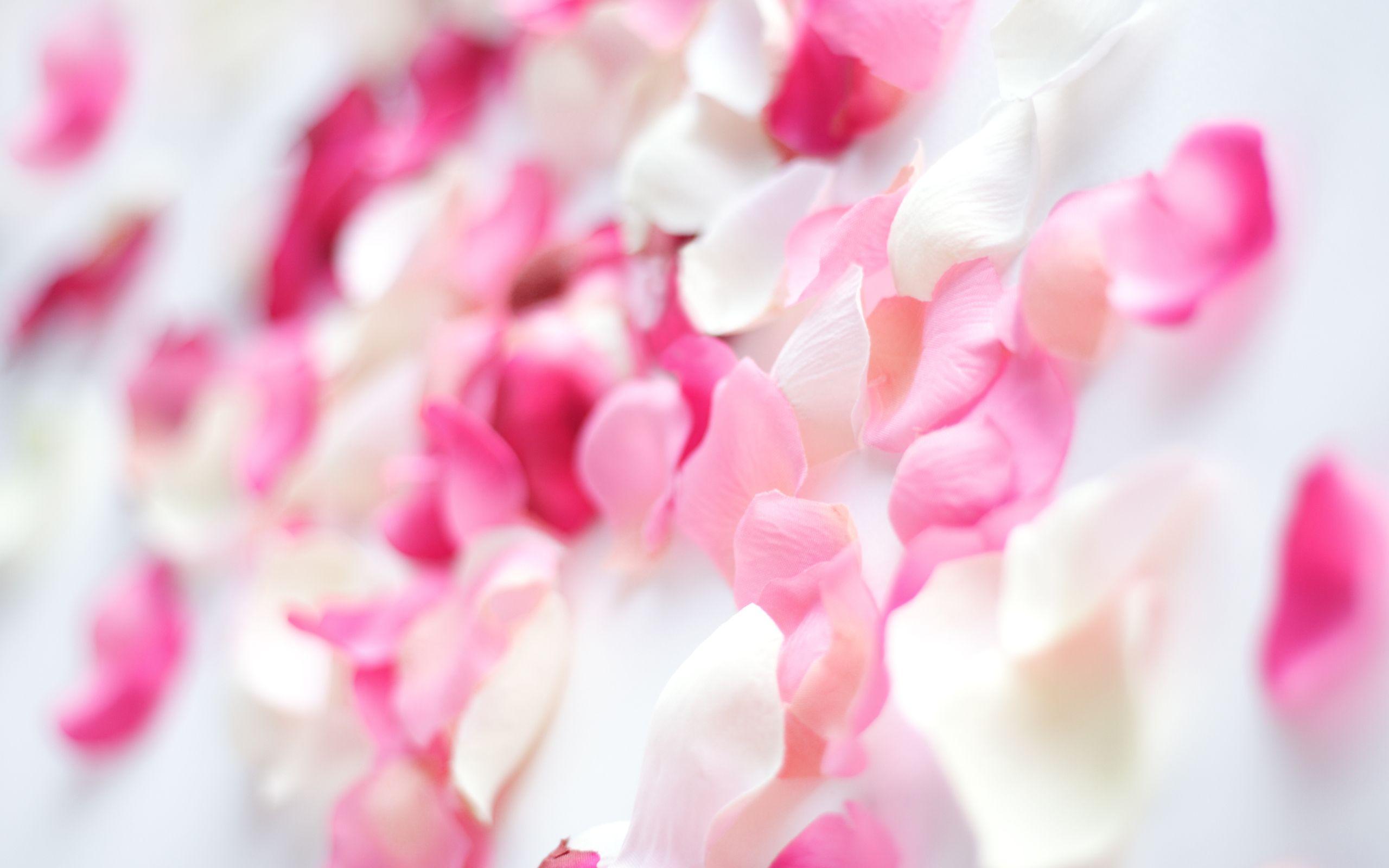 Hình nền hoa phong lan hồng 2560x1600