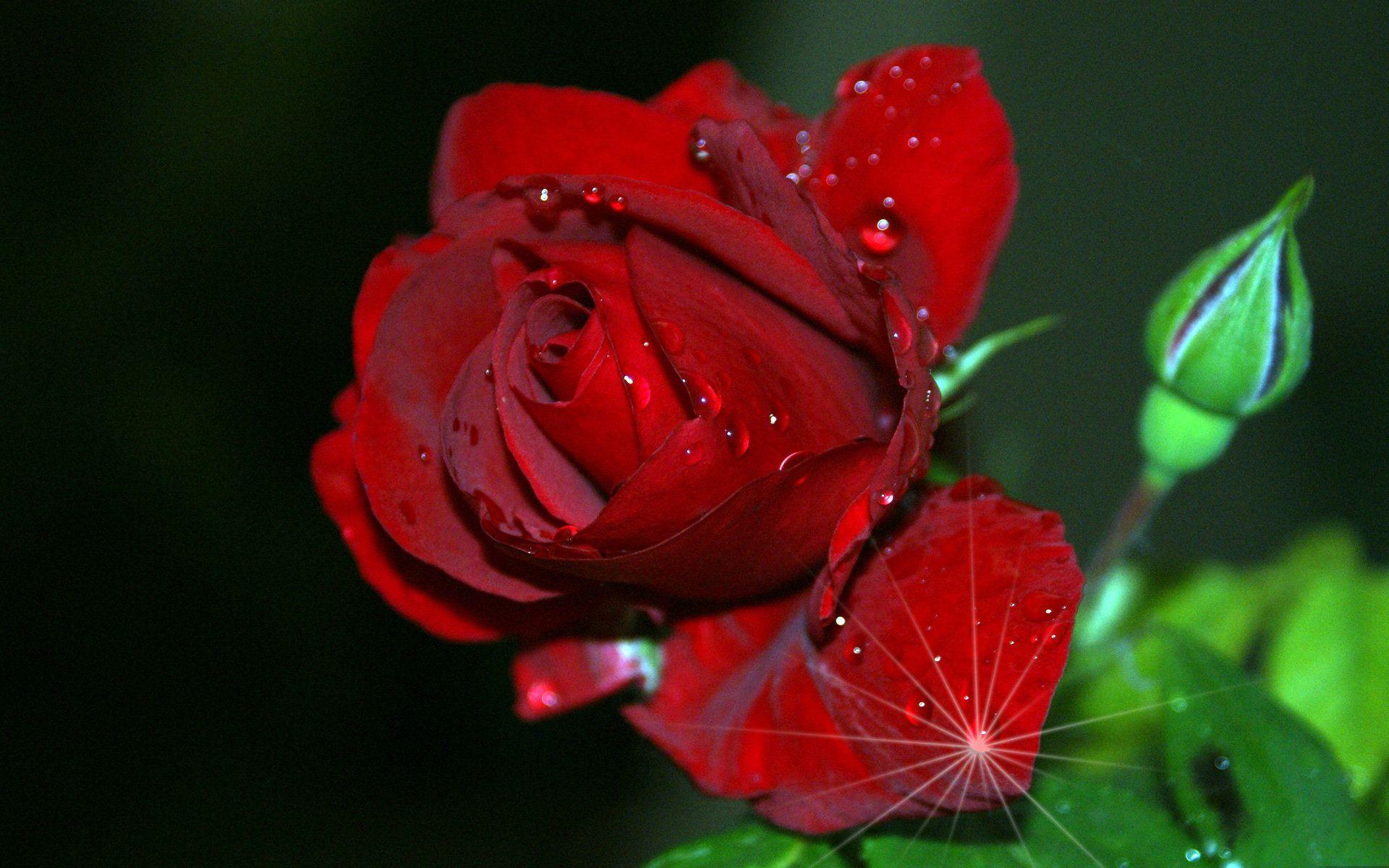 1920x1200 red rose HD image free download.com. Flowers