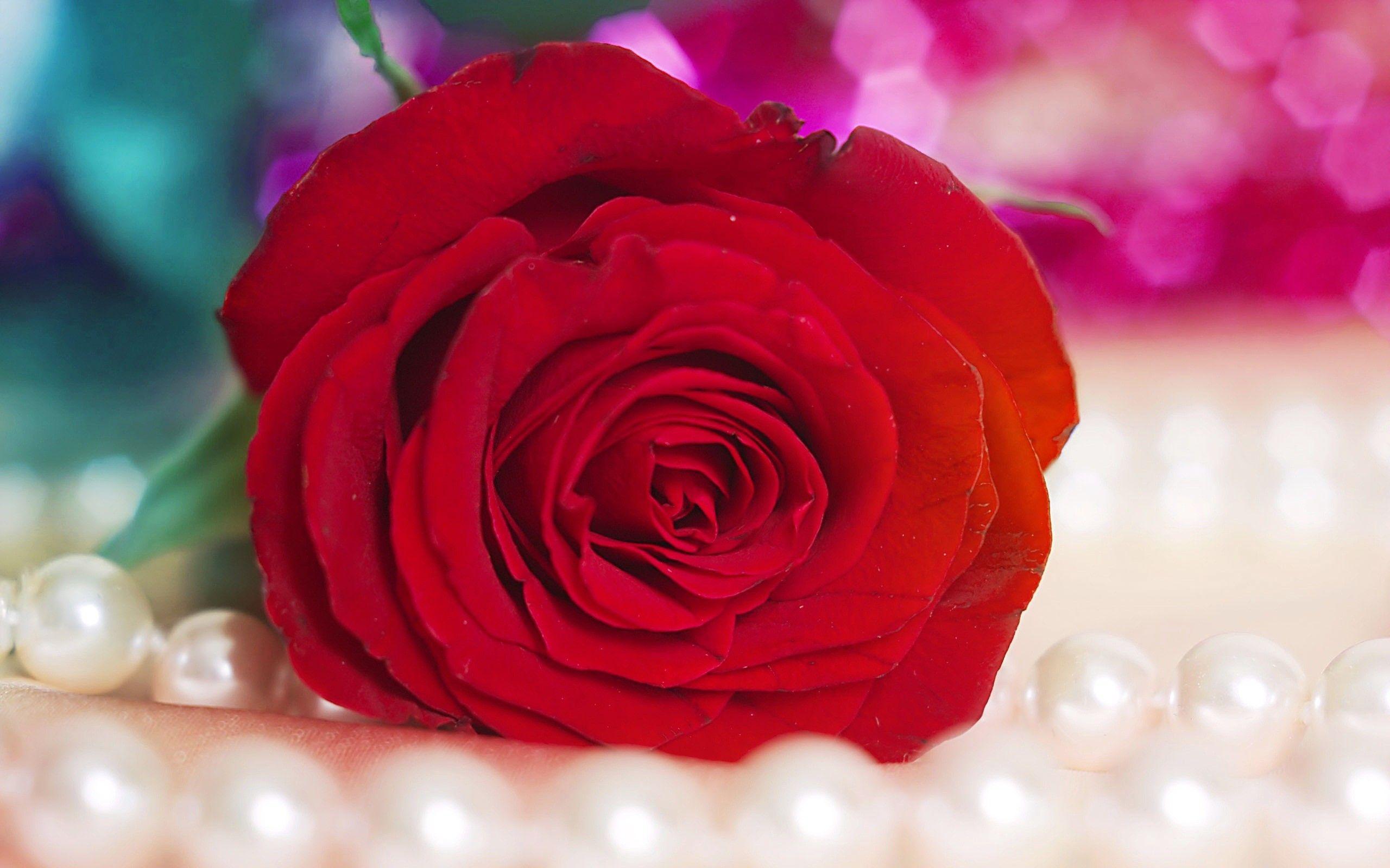 Hình nền hoa 2560x1600 Red Rose