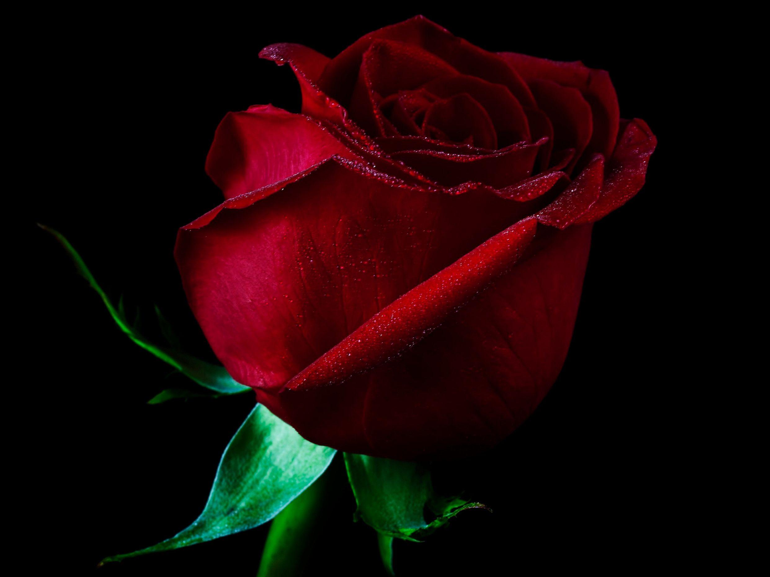 2483x1862 Red Rose HD Wallpaper Free Download