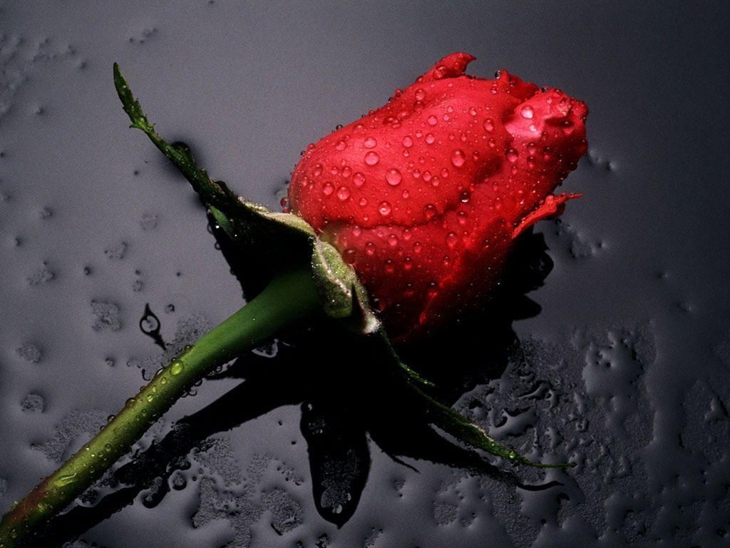 1024x768 Rose flower HD Wallpaper. HD Wallpaper. Single