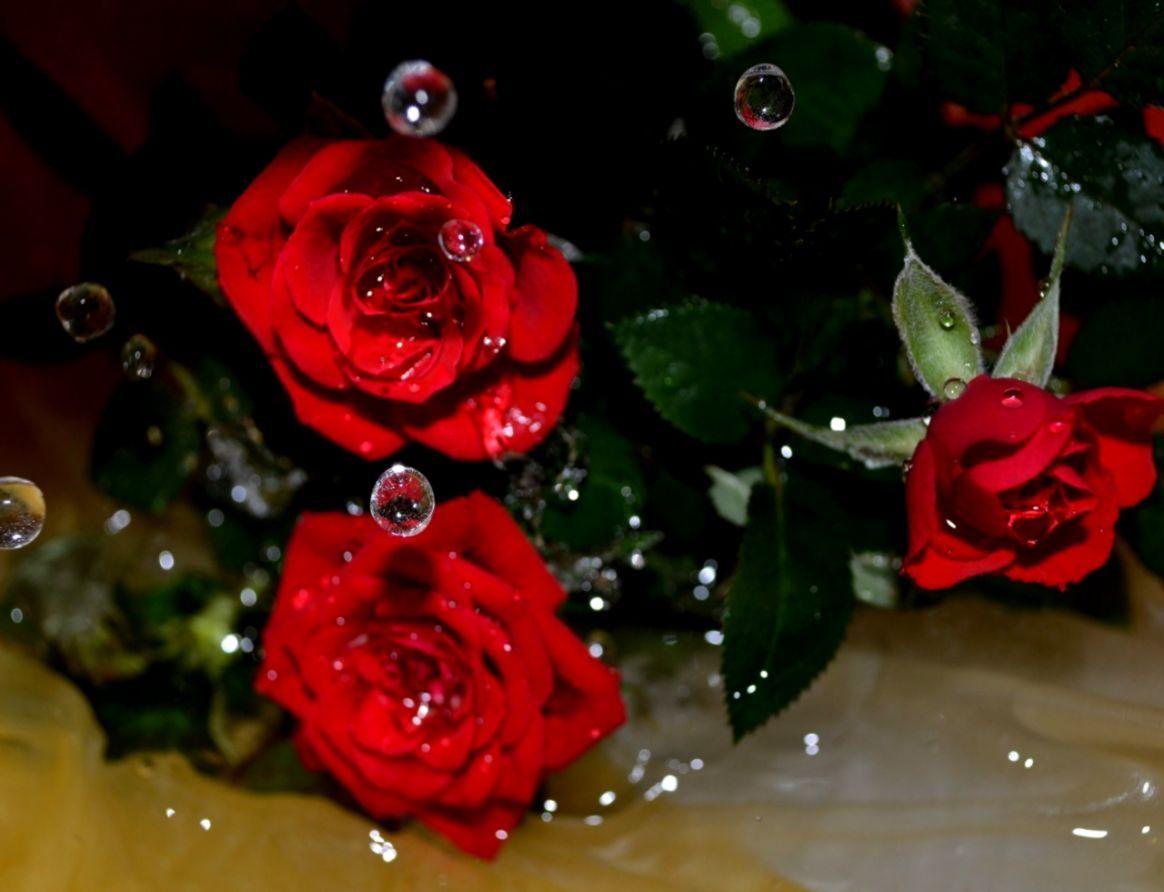 1164x892 Hình nền hoa hồng giọt nước nhiều màu.  HD tốt nhất