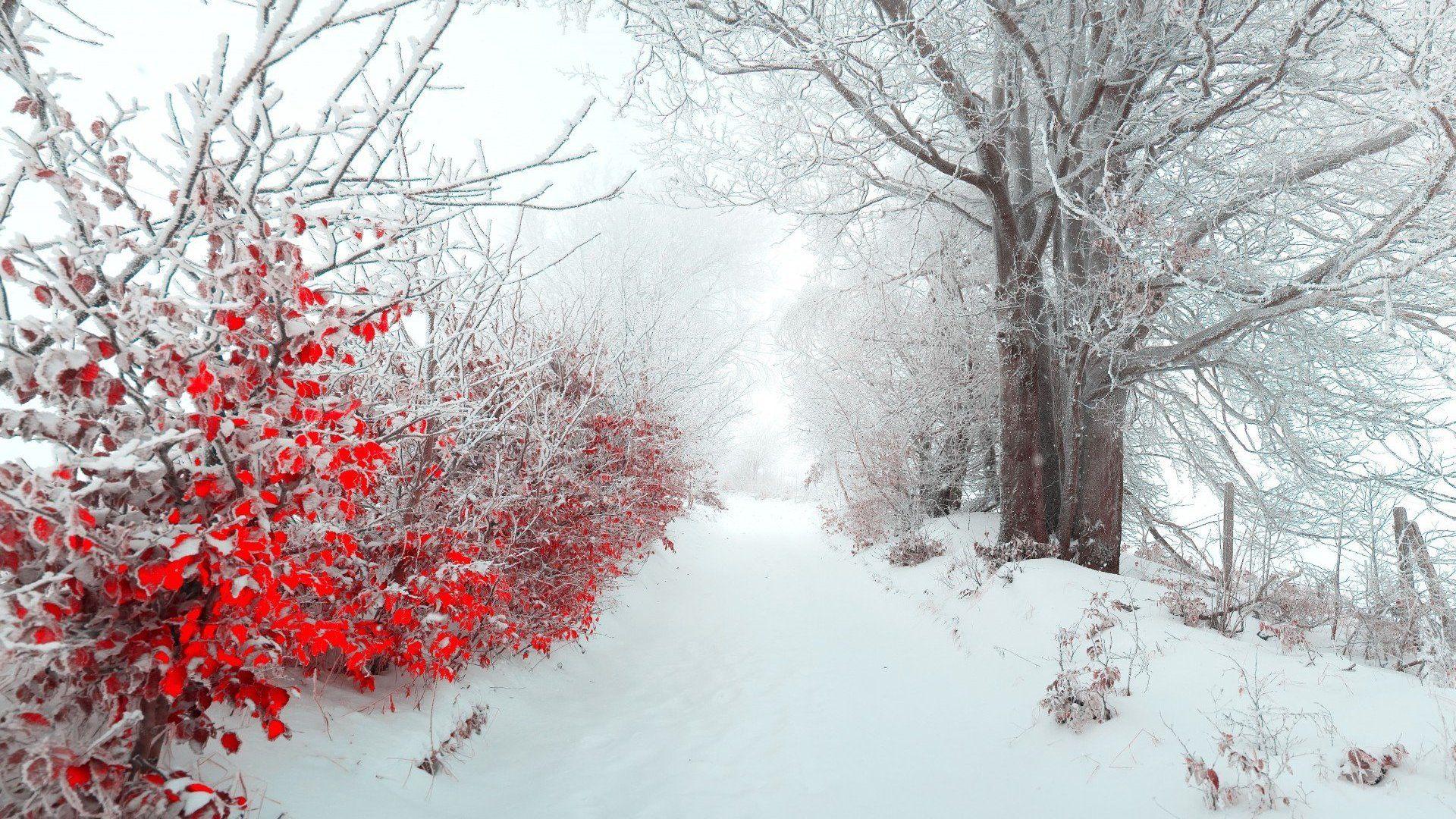 1920x1080 Winter Desktop Wallpaper Wallpaper HD Cute
