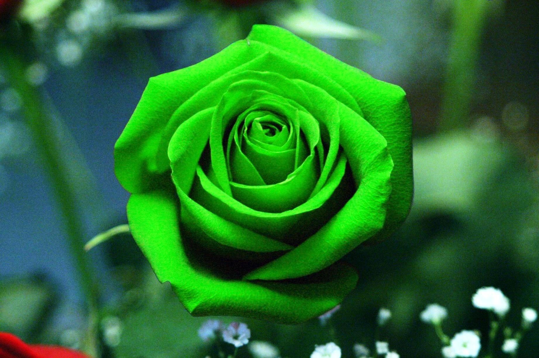 1843x1224 Green Rose Flower Hình nền Hình ảnh HD Hình nền HD Cool