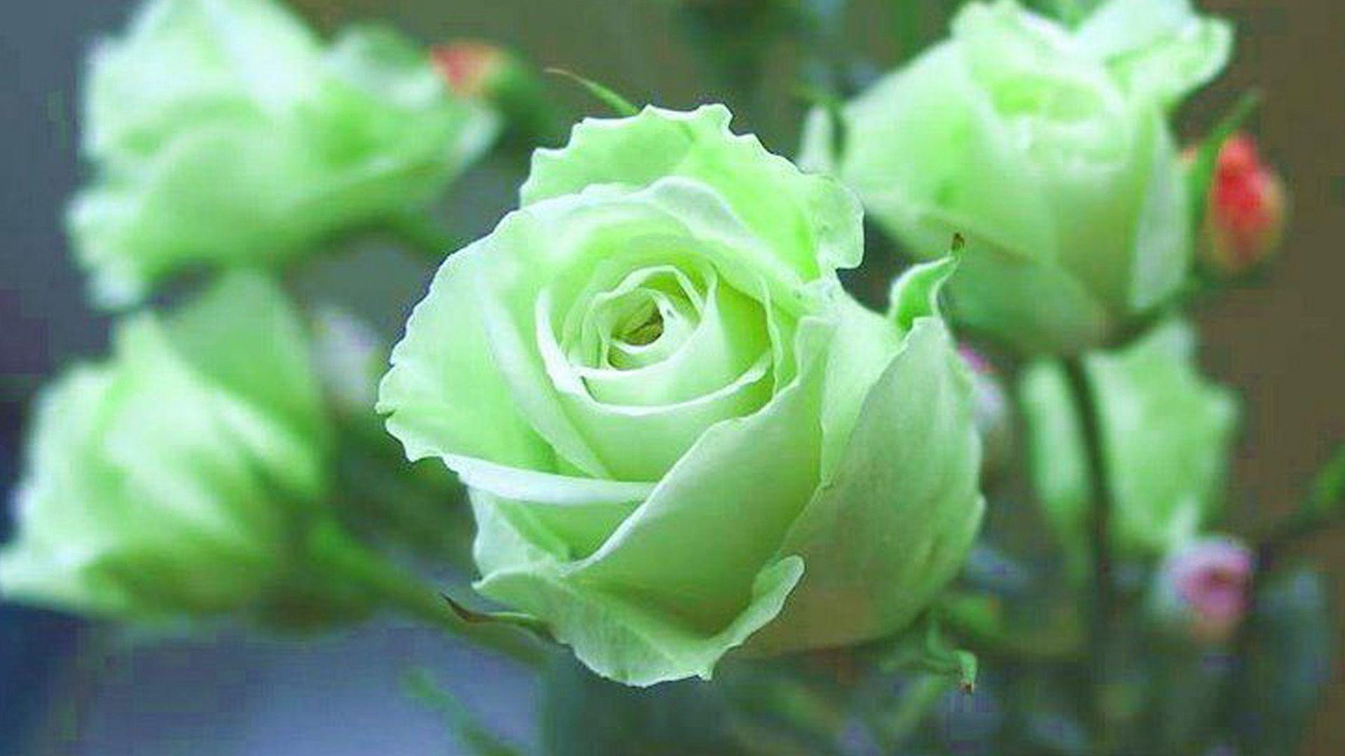 1920x1080 Green Rose Wallpaper, Picture, Image