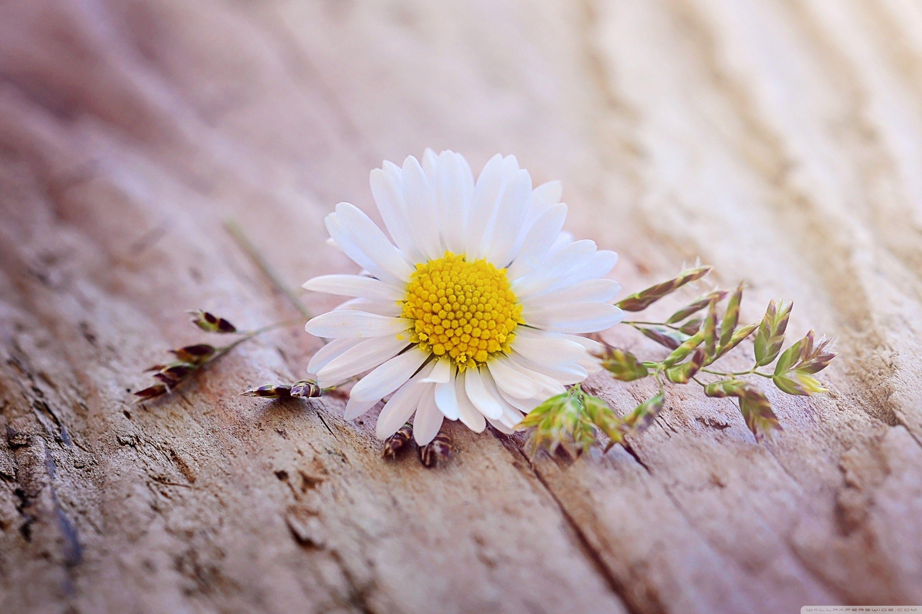 Daisy Laptop Wallpapers Top Free Daisy Laptop Backgrounds