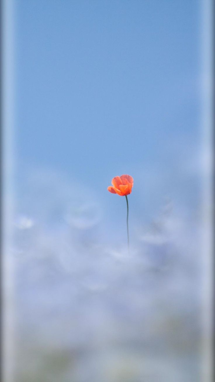 736x1308 Xiaomi wallpaper, Smartphone wallpaper