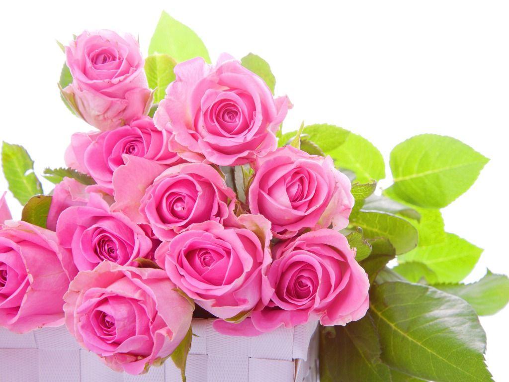 Hình ảnh HD 1024x768 Pink Rose Wallpaper.  Hoa - Một HD