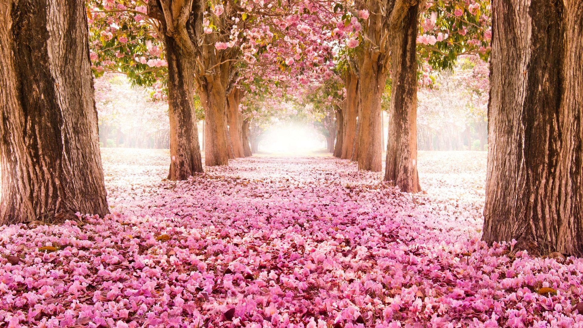 1920x1080 Sakura Trees Pink Flower Spring Nature Hình nền HD