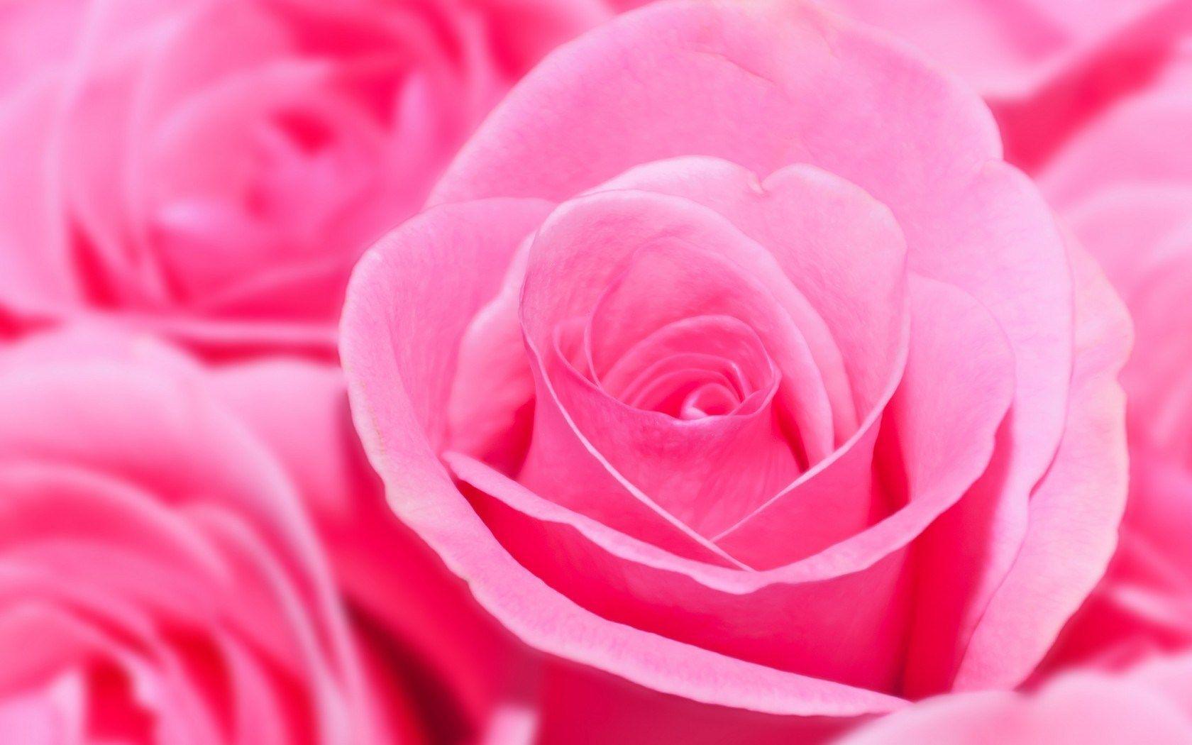 Hình nền HD 1680x1050 Flower Pink Rose