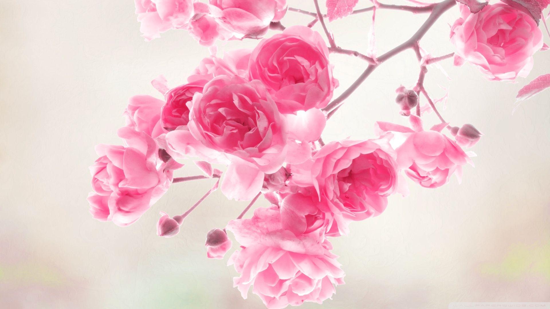 1920x1080 Pretty Pink Roses #Wallpaper