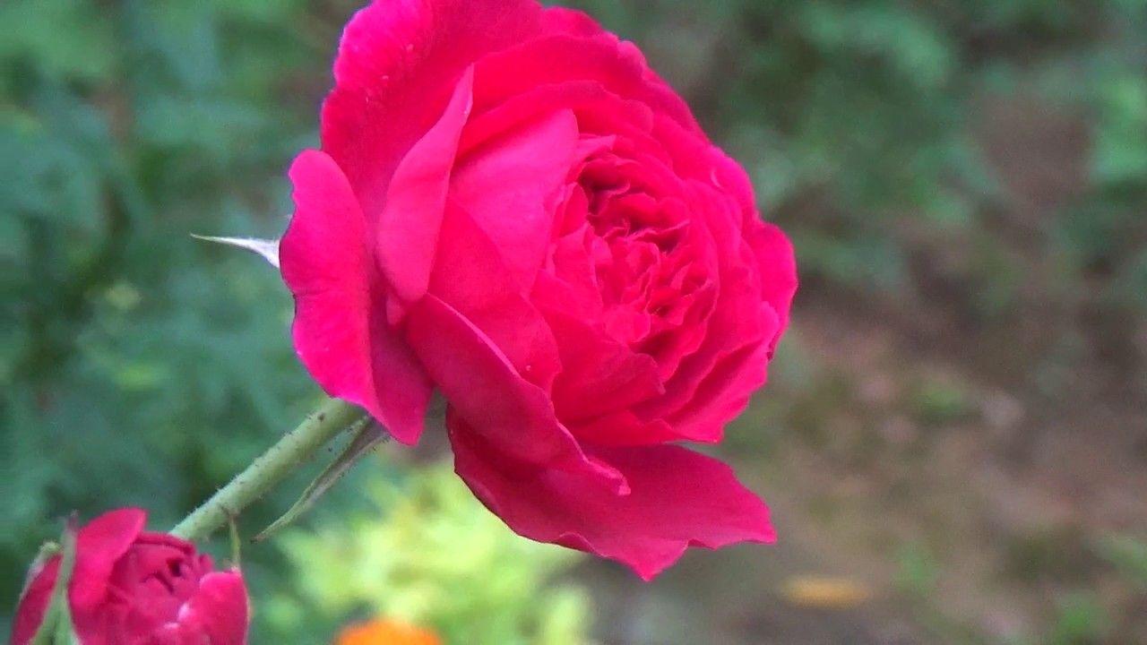 1280x720 Beautiful Rose Flowers HD Loop Free Download Photo