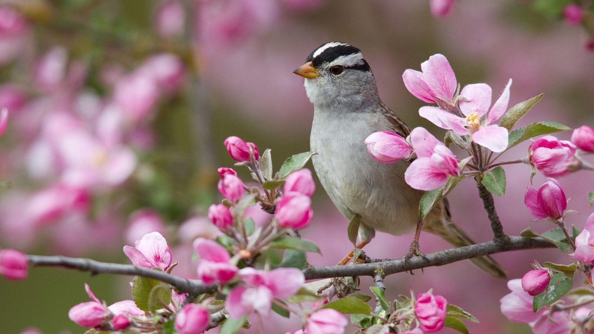 1920x1080 Springtime Desktop Wallpaper