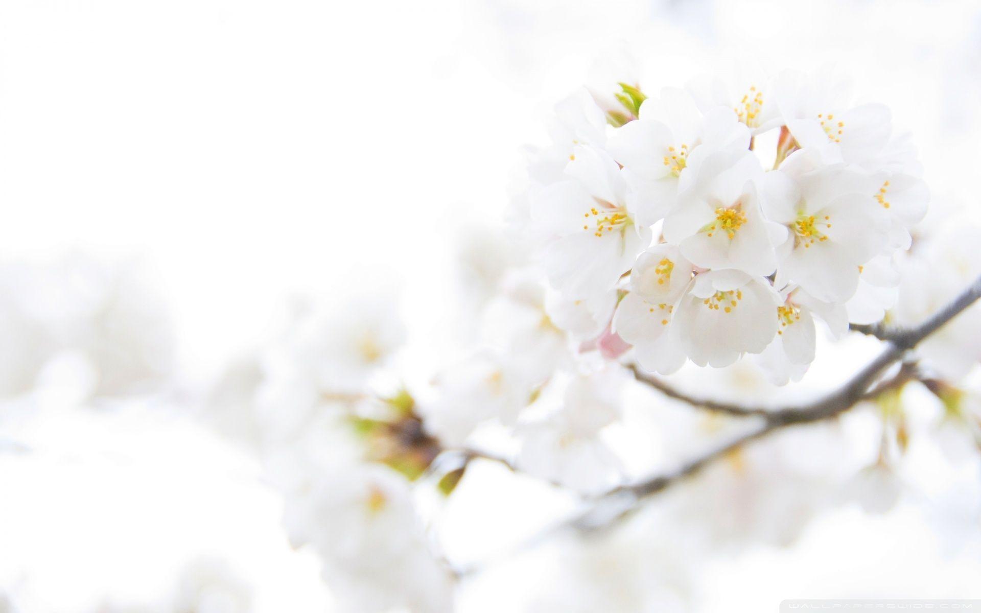 White Floral Desktop Wallpapers - Top Free White Floral Desktop Backgrounds  - WallpaperAccess