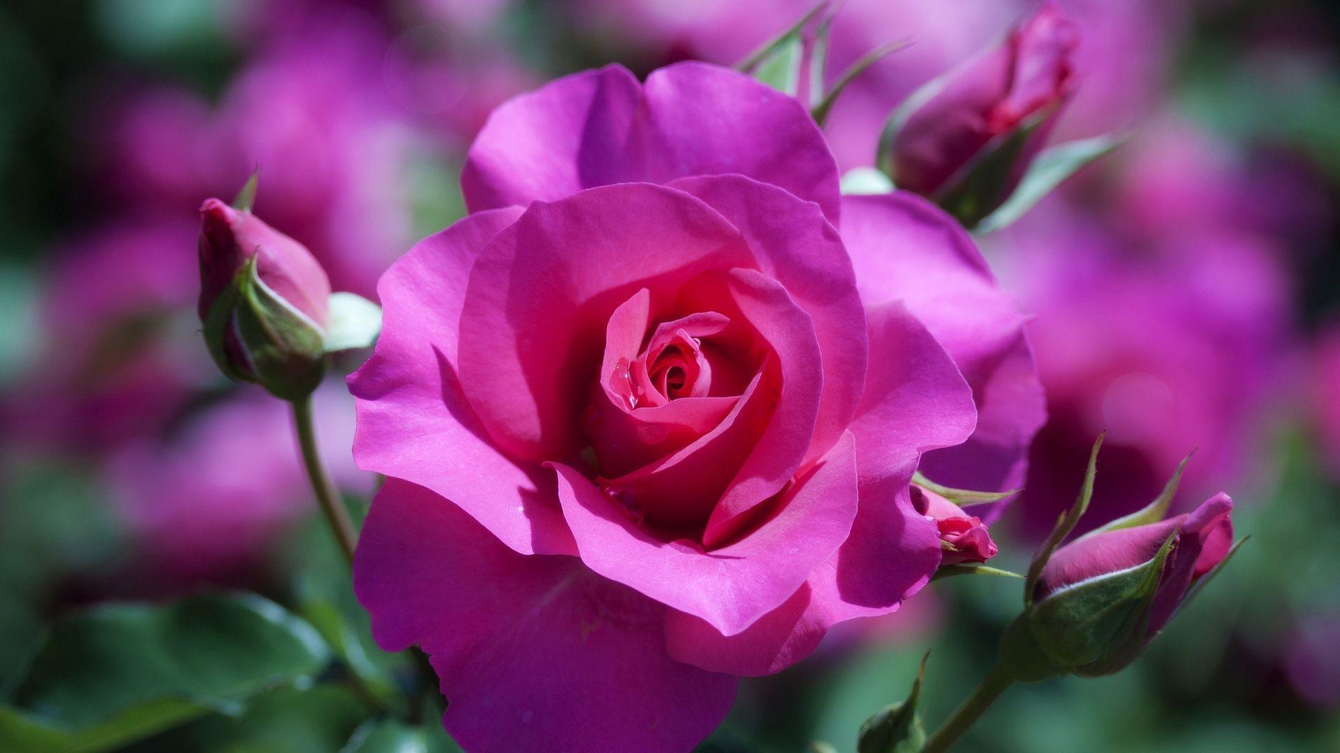 1920x1080 Wallpaper Rose Flower