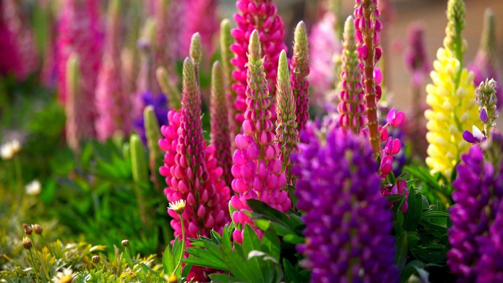1920x1080 Spring Wallpaper HD