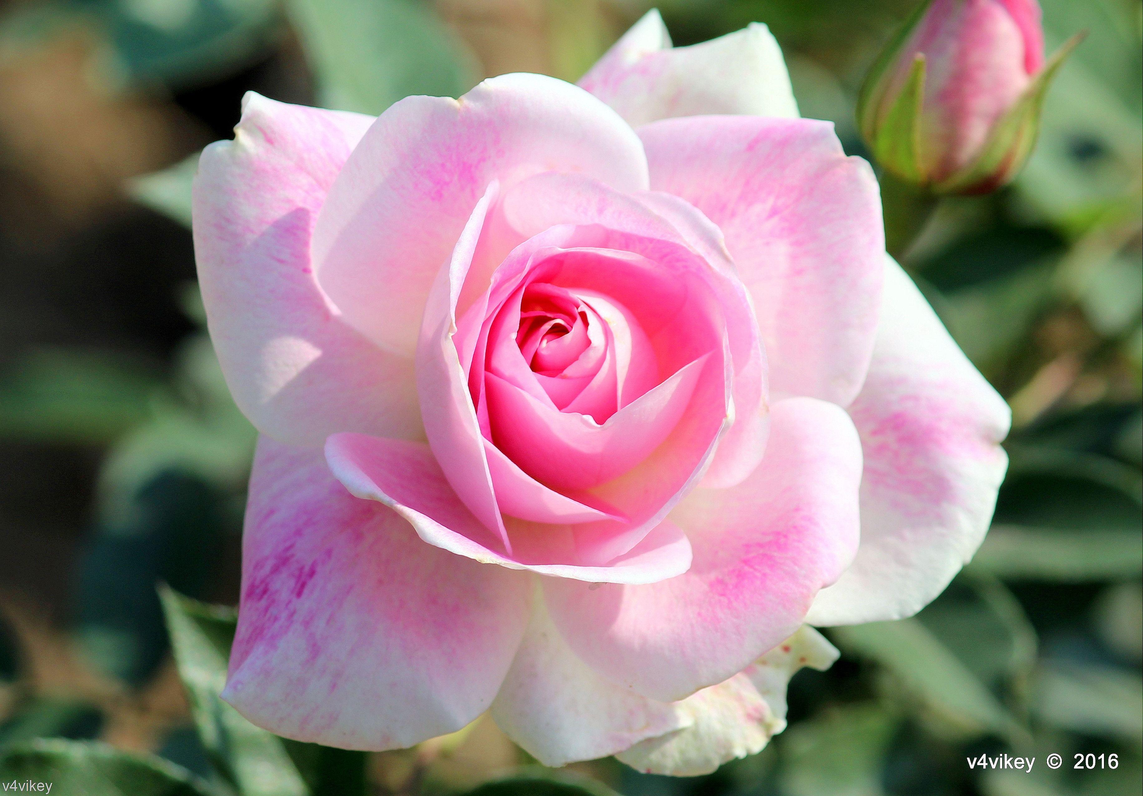 Hình nền hoa hồng 3661x2549: Màu hồng Hoa hồng đẹp