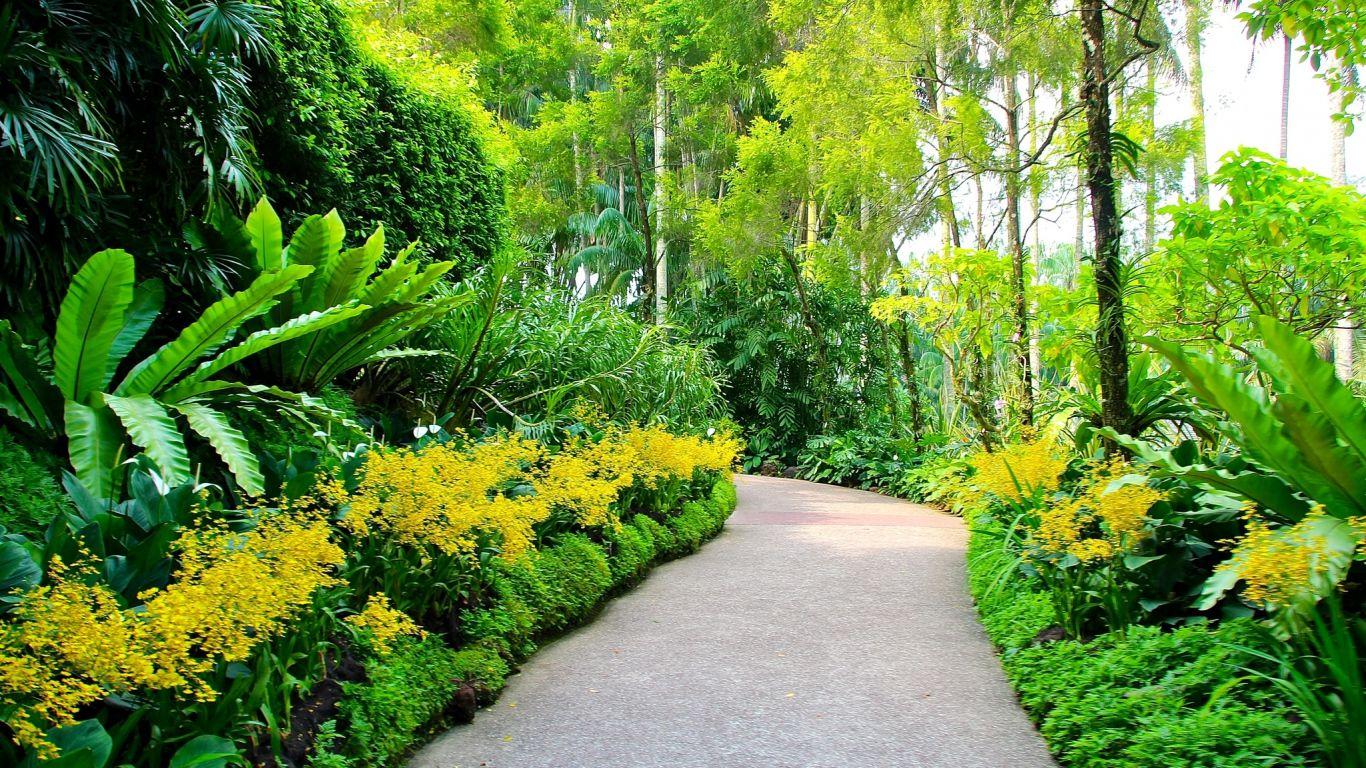 1366x768 Singapore Botanic Gardens Plants Walking Path Trees HD