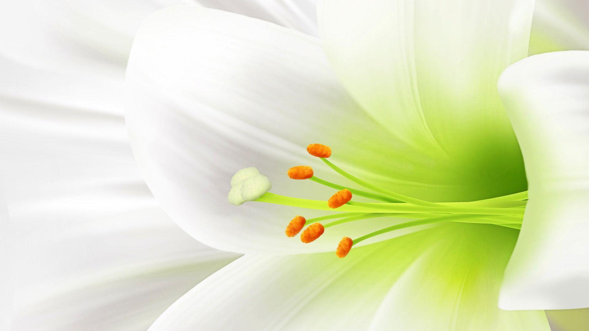 White Flower Desktop Wallpapers - Top Free White Flower Desktop Backgrounds  - WallpaperAccess