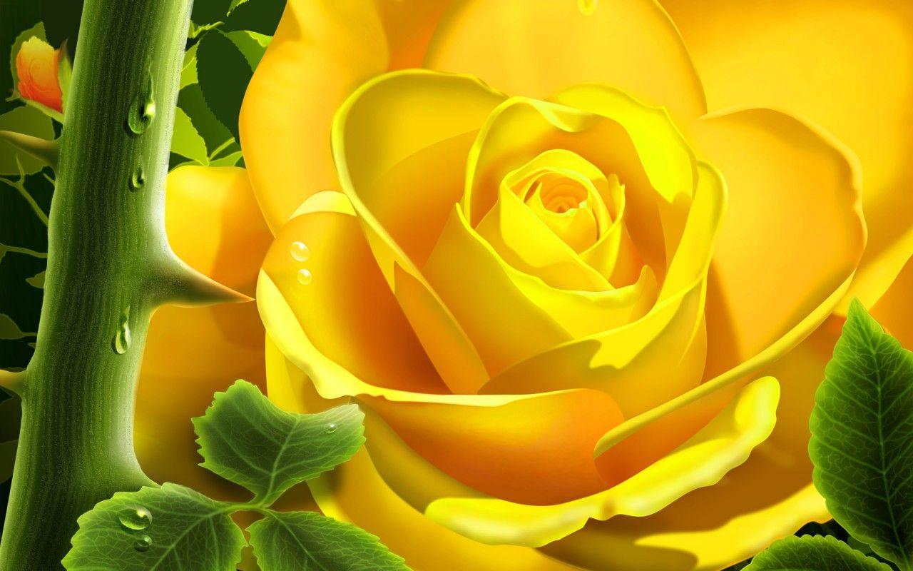 Hình nền hoa hồng vàng 1280x800.  Hoa hồng vàng