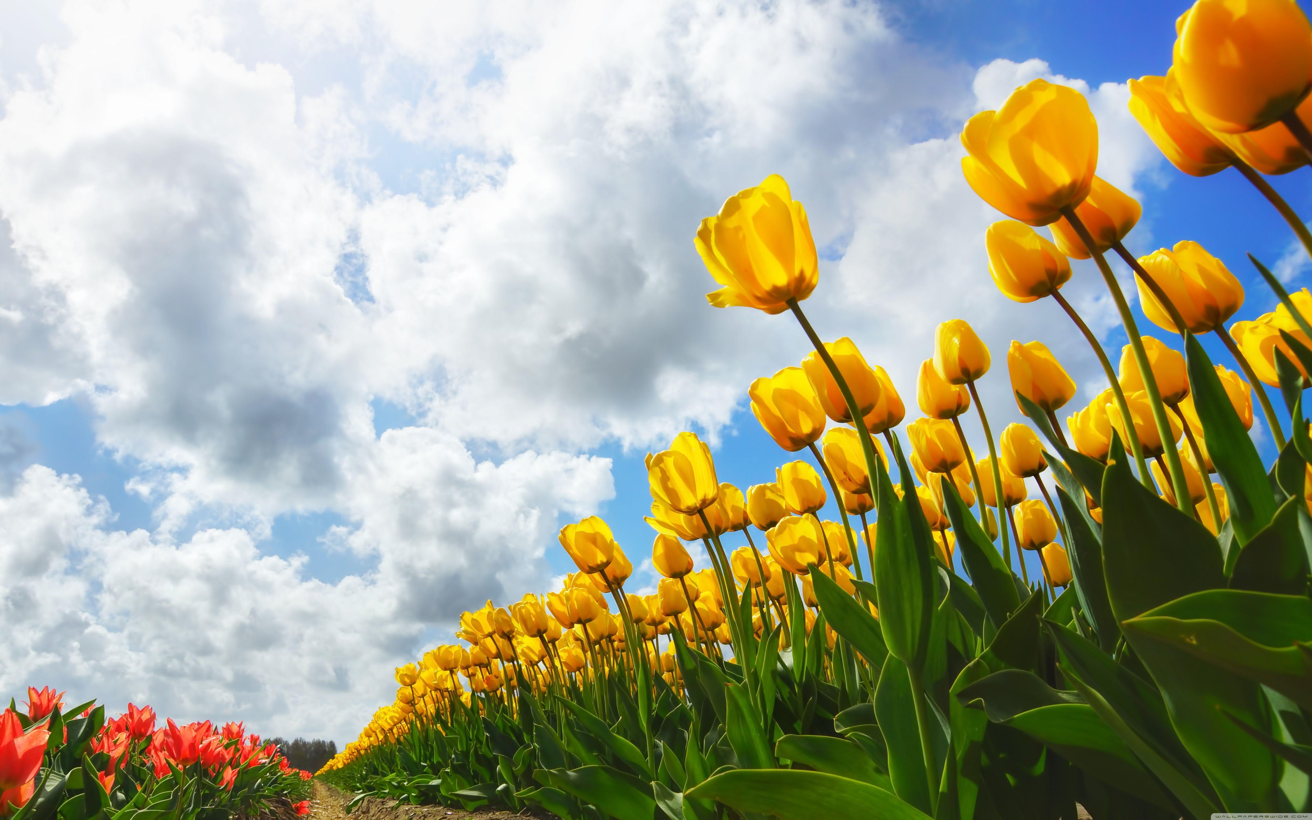 5120x3200 Spring ❤ 4K HD Desktop Wallpaper for 4K Ultra HD TV • Wide