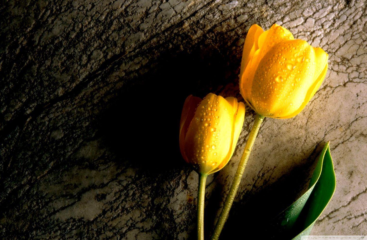 1528x997 Two Wet Yellow Flower ❤ 4k HD Desktop Wallpaper