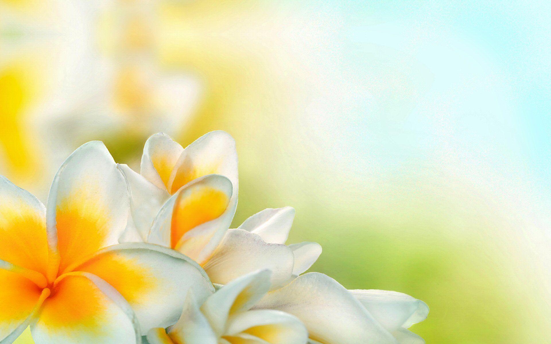 White Flower HD Wallpapers - Top Free White Flower HD Backgrounds