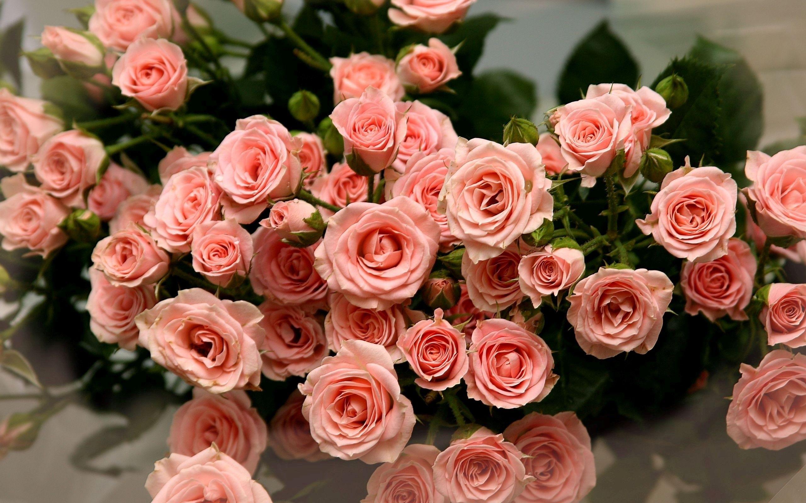 Hình nền hoa hồng hồng tuyệt đẹp 2560x1600