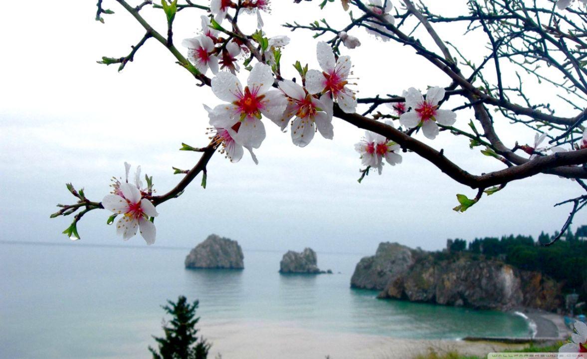 1177x721 Spring Wallpaper HD