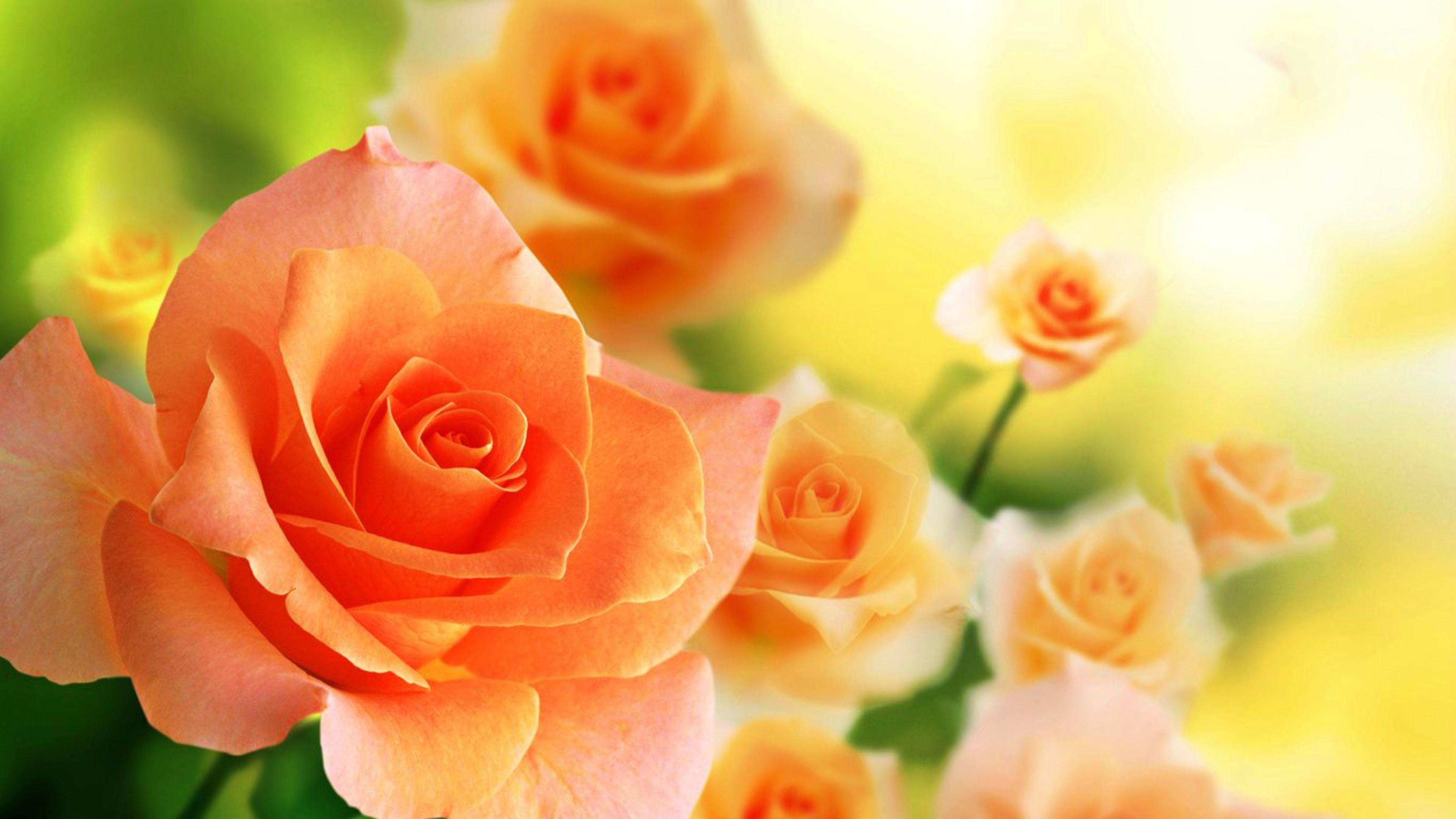 3840x2160 Rose flower wallpaper Gallery