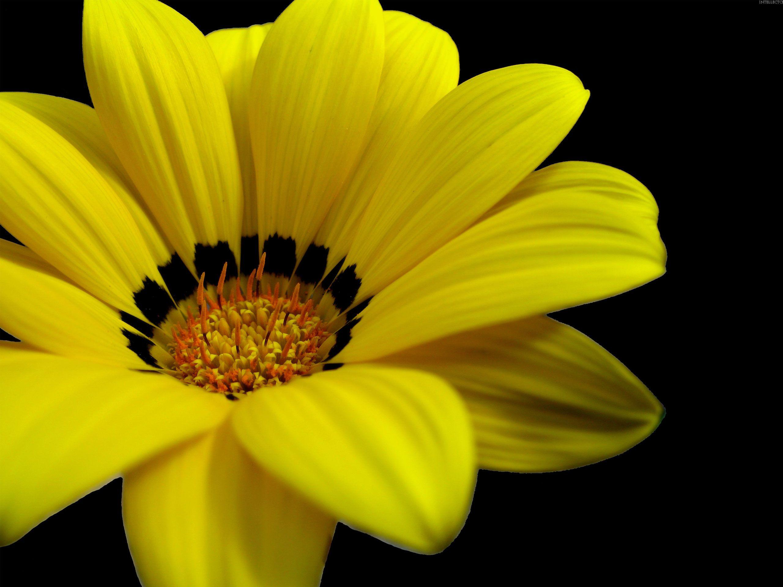 2560x1920 Wallpaper Of Yellow Flower, Great Yellow Flower
