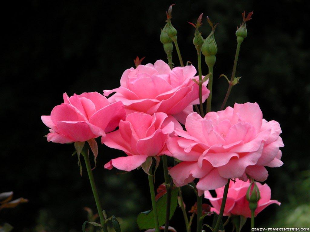 Hình nền 1024x768 Vintage Flowers Wallpaper - Beautiful Pink Rose