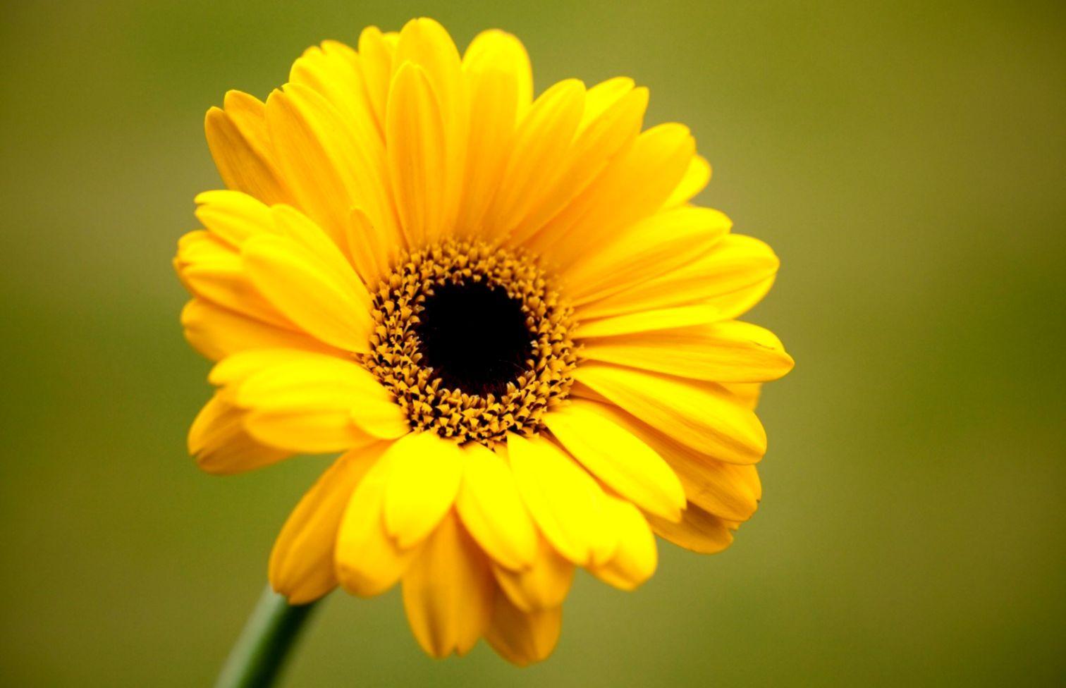 1512x976 Gerbera Yellow Flower HD Wallpaper