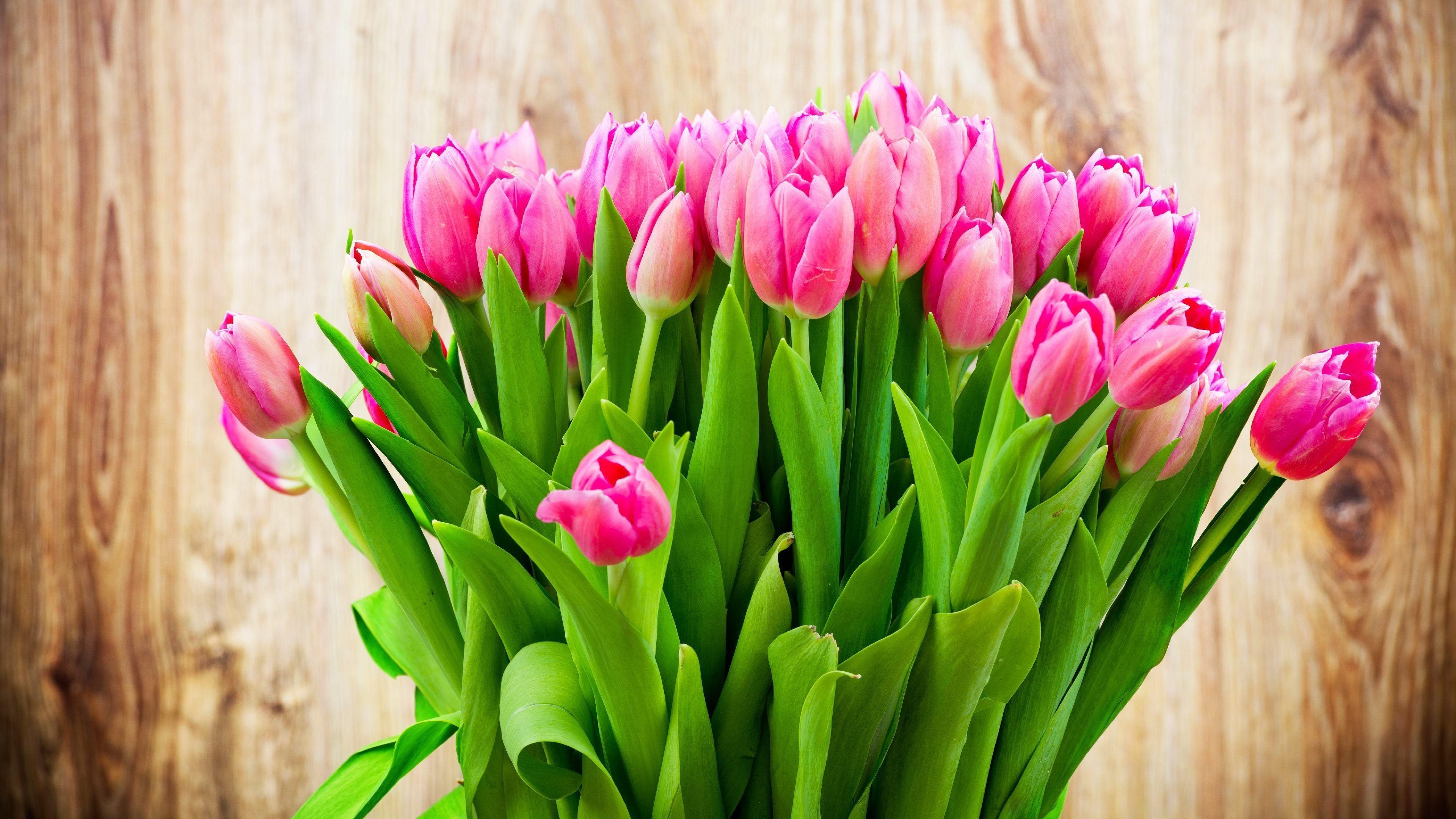 3840x2160 Tulip Flowers HD Wallpaper free download