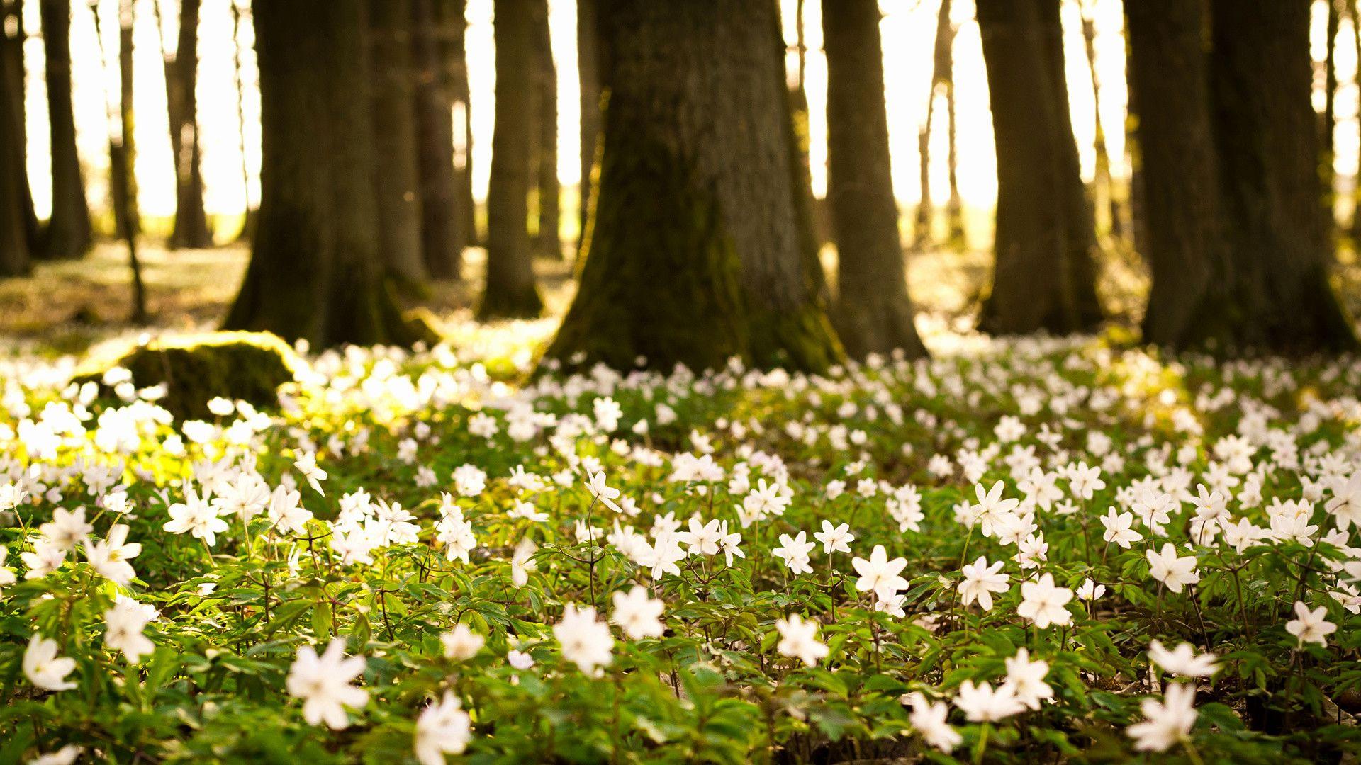 1920x1080 HD Spring Wallpaper for Desktop background picture