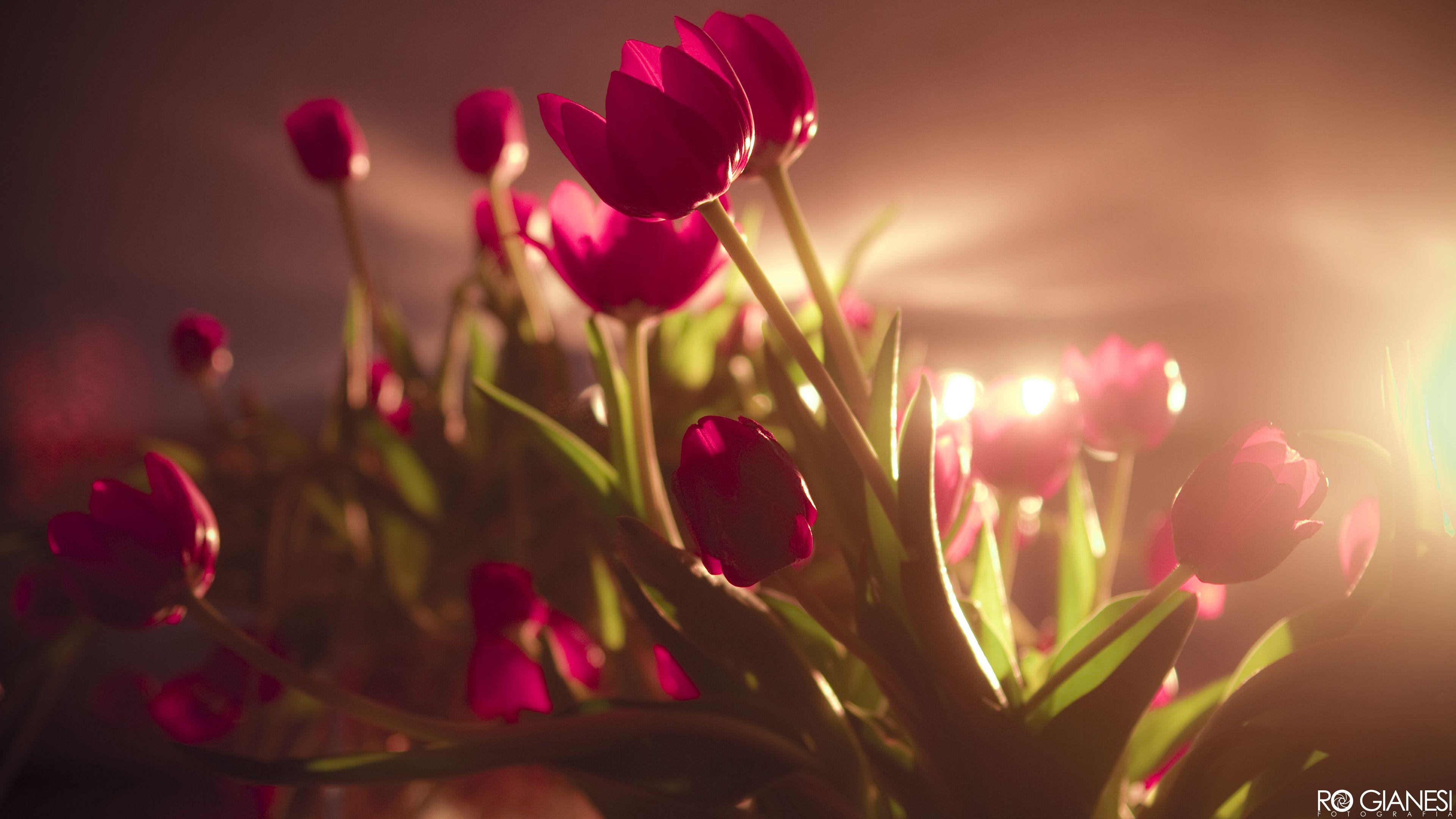 3840x2160 Radiant Tulips in Nature Ultra HD